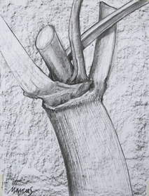 Painting: Plant